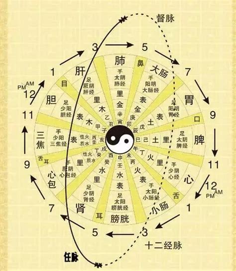 十二經絡口訣|12時辰與12條經絡便於記憶法！(陰陽的平衡)